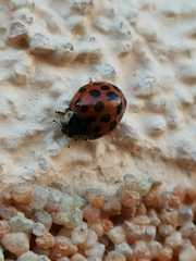 Harmonia axyridis