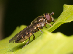 Platycheirus scutatus