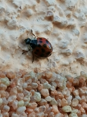 Harmonia axyridis