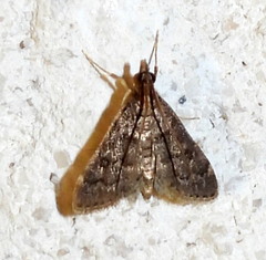 Steniodes declivalis