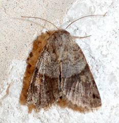 Ulolonche disticha