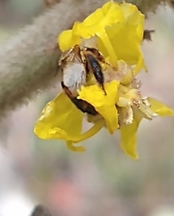 Tapinotaspidini