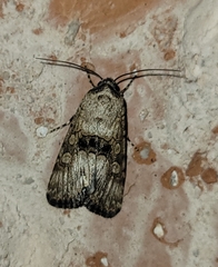 Sympistis occata