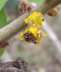 Tapinotaspidini