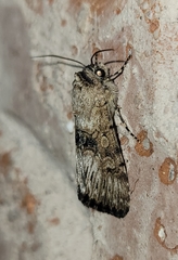 Sympistis occata