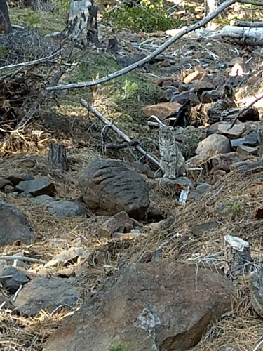 iNaturalist observation photo of Bobcat