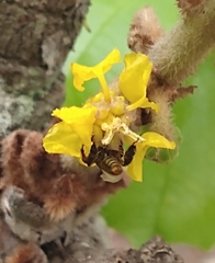 Tapinotaspidini