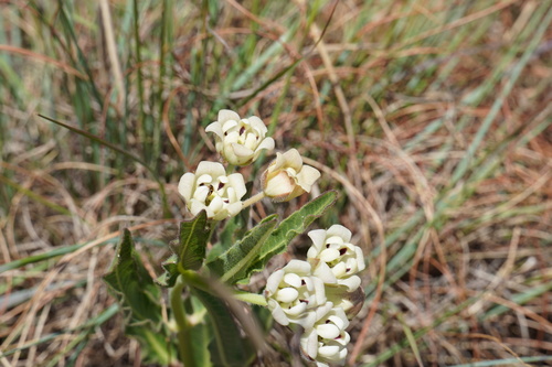 Image of Pachycarpus schinzianus by (c) Matthew Fainman, some rights reserved (CC BY)