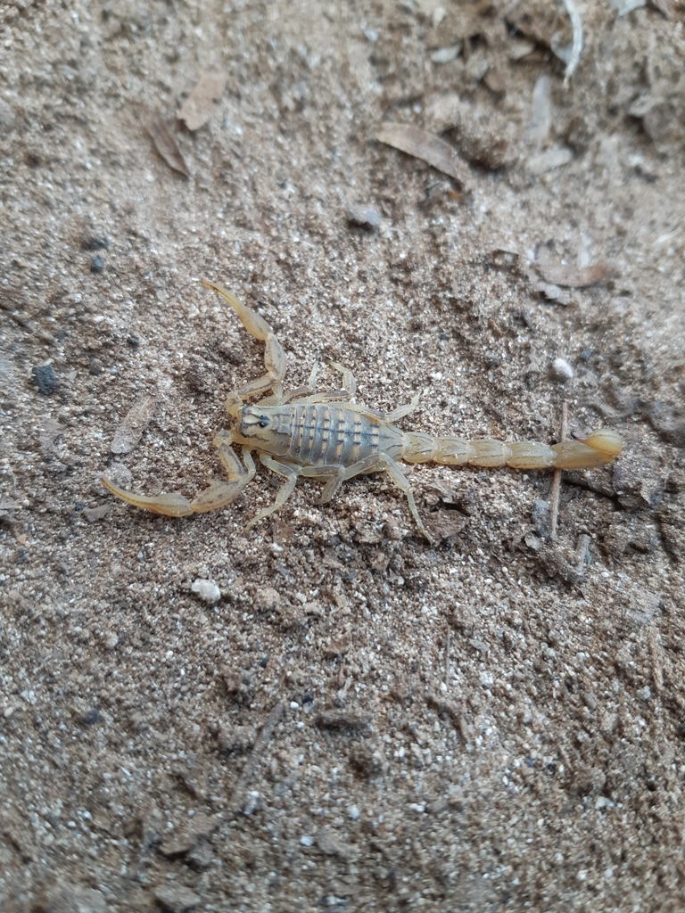 Hottentotta somalicus