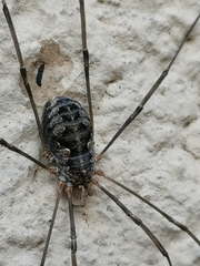 Phalangium opilio