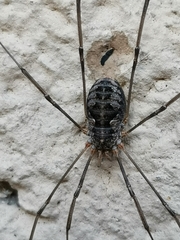 Phalangium opilio
