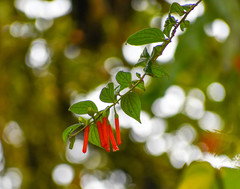 Macleania bullata