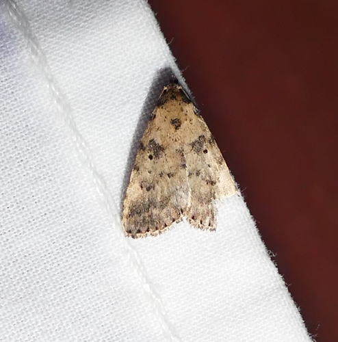 Common Arugisa Moth photo 5