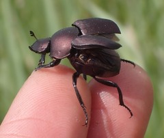 Canthon chalcites