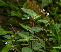 Klaprothia mentzelioides