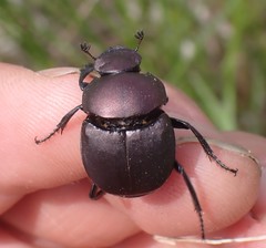 Canthon chalcites