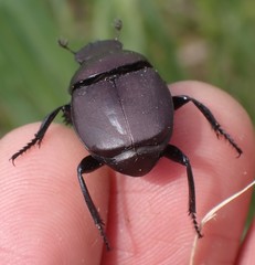 Canthon chalcites