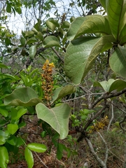 Byrsonima verbascifolia