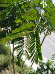 Caesalpinia