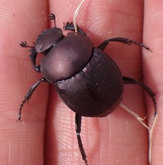 Canthon chalcites