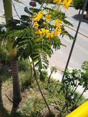 Caesalpinia