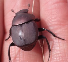 Canthon chalcites
