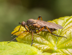 Empis opaca
