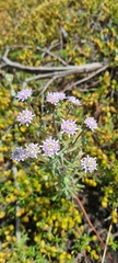 Phyllopodium cephalophorum