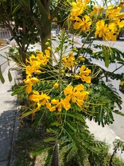 Caesalpinia