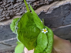 Galinsoga quadriradiata