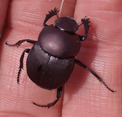 Canthon chalcites