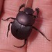 Coppery Dung Beetle - Photo (c) Angus Mossman, some rights reserved (CC BY-NC), uploaded by Angus Mossman