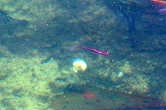 Poecilia reticulata