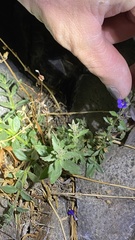 Stemodia durantifolia