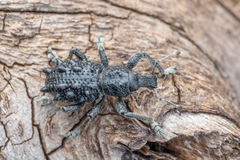 Megalometis spinifer