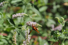 Rhynchium oculatum oculatum