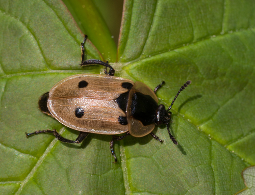 Four-spotted Carrion Beetle, Bergen, Noord-Holland, Netherlands, photo 10 of 10