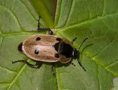 Dendroxena quadrimaculata