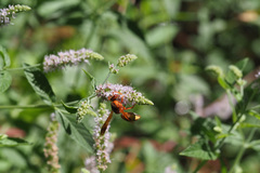 Rhynchium oculatum oculatum