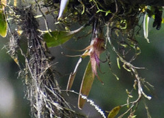 Masdevallia angulata
