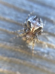 Araneus sturmi