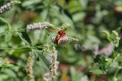 Rhynchium oculatum oculatum