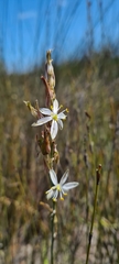 Chlorophytum triflorum