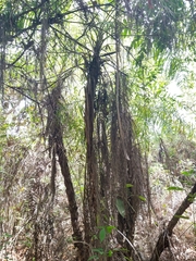 Syagrus flexuosa