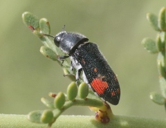 Acmaeodera bivulnera