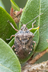 Phorbanta variabilis