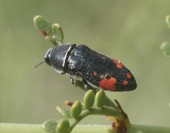 Acmaeodera bivulnera