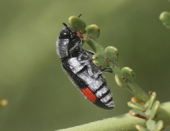 Acmaeodera bivulnera