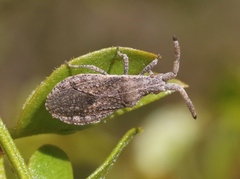 Scolopocerus secundarius