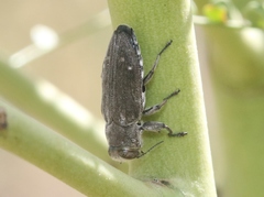 Chrysobothris edwardsii